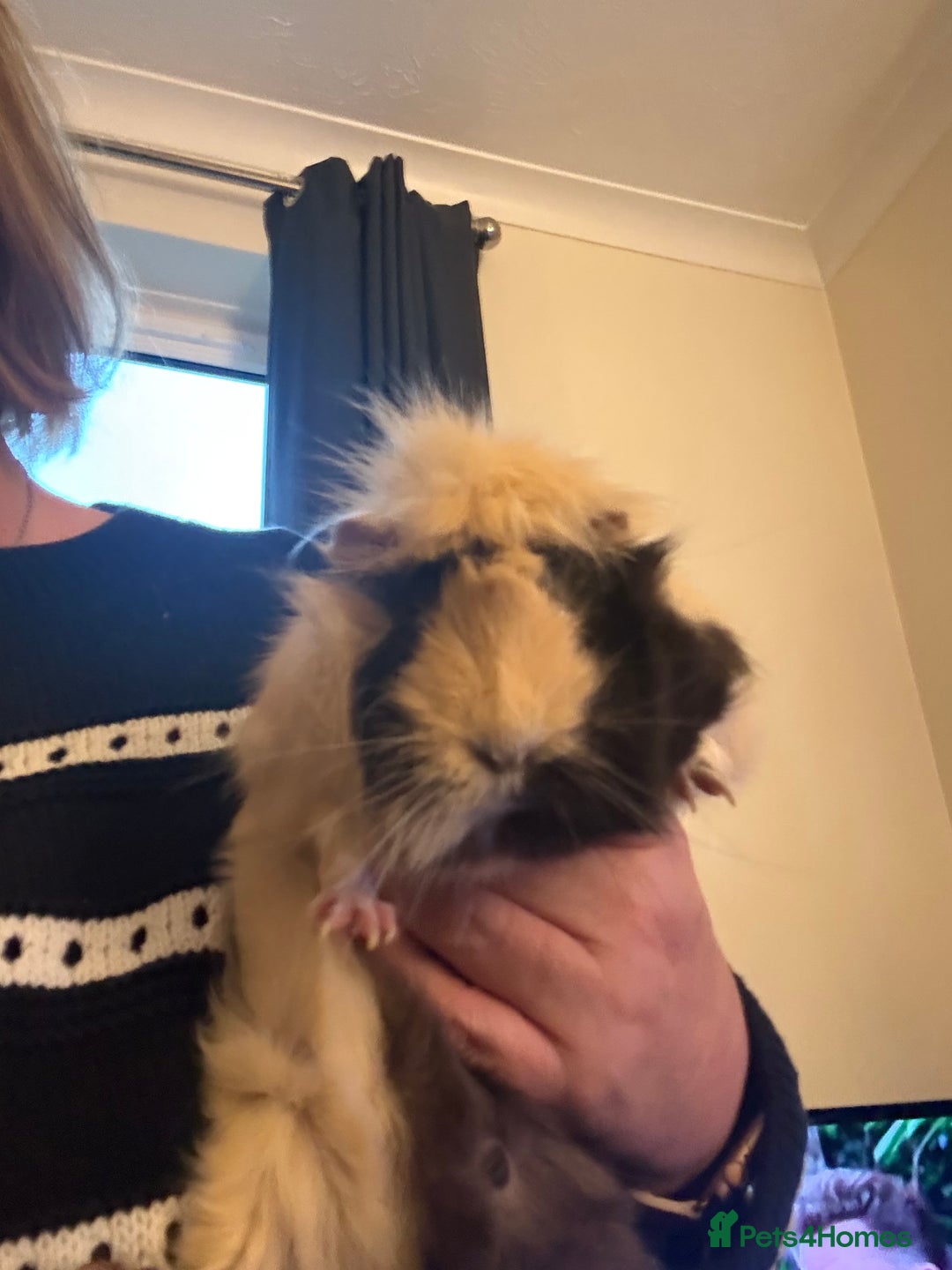 Guinea Pig rodents for sale: Beautiful guinea pig girls - Advert 1