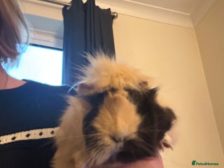 Guinea Pig rodents Beautiful guinea pig girls - Advert 1