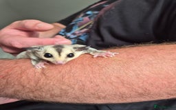 Sugar Glider rodents for sale: Sugar gliders unrelated ready 18th  - Image 6