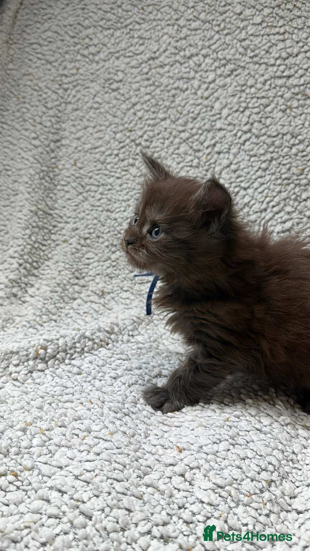 Maine Coon cats for sale: Beautiful maine coons - Advert 19