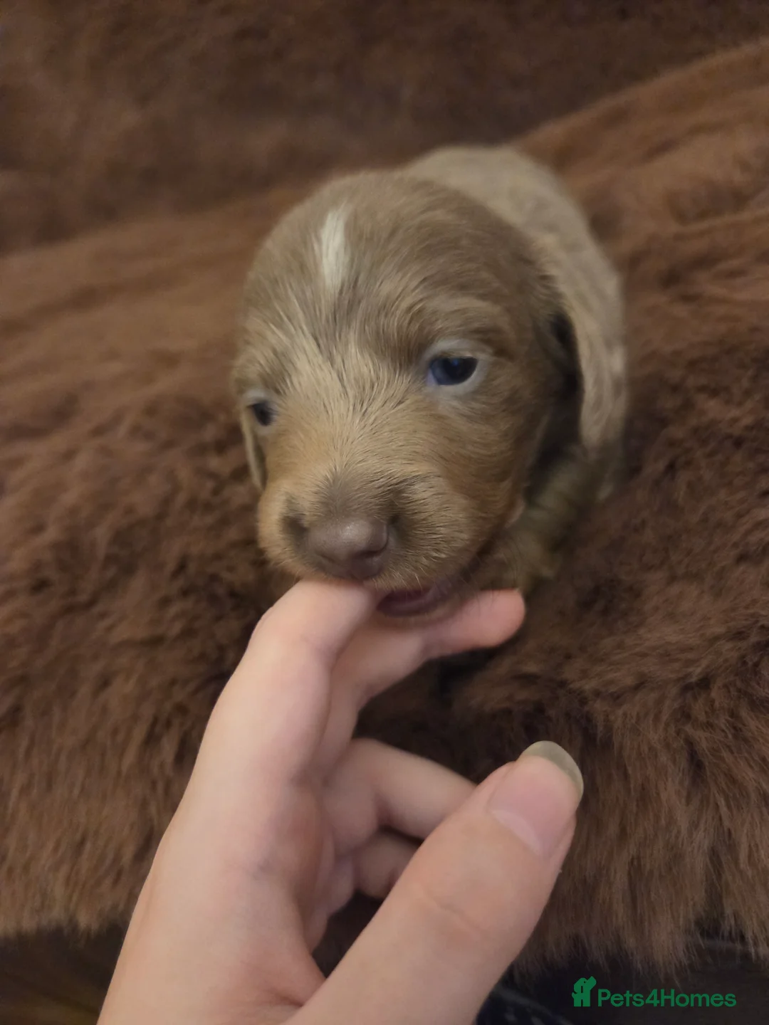 Miniature Dachshund dogs for sale: Longhaired minature dachshunds  - Advert 8