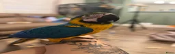 Macaws birds for sale: Chase  - Advert 7