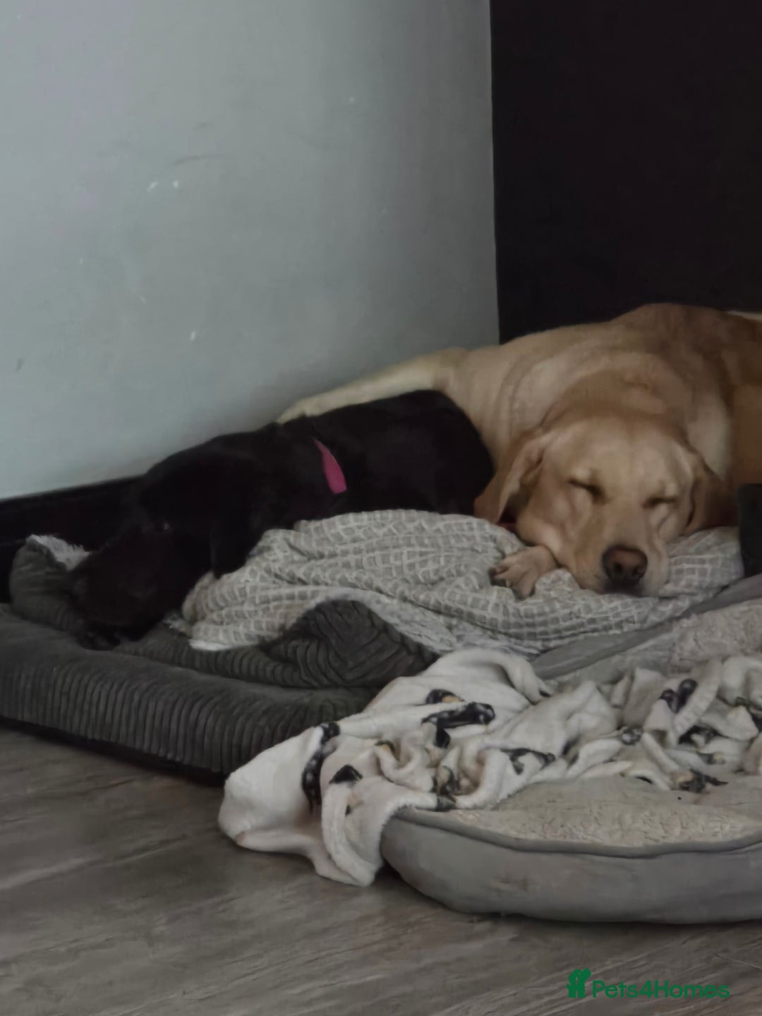 Labrador Retriever dogs for sale: Only the best homes only - Advert 2