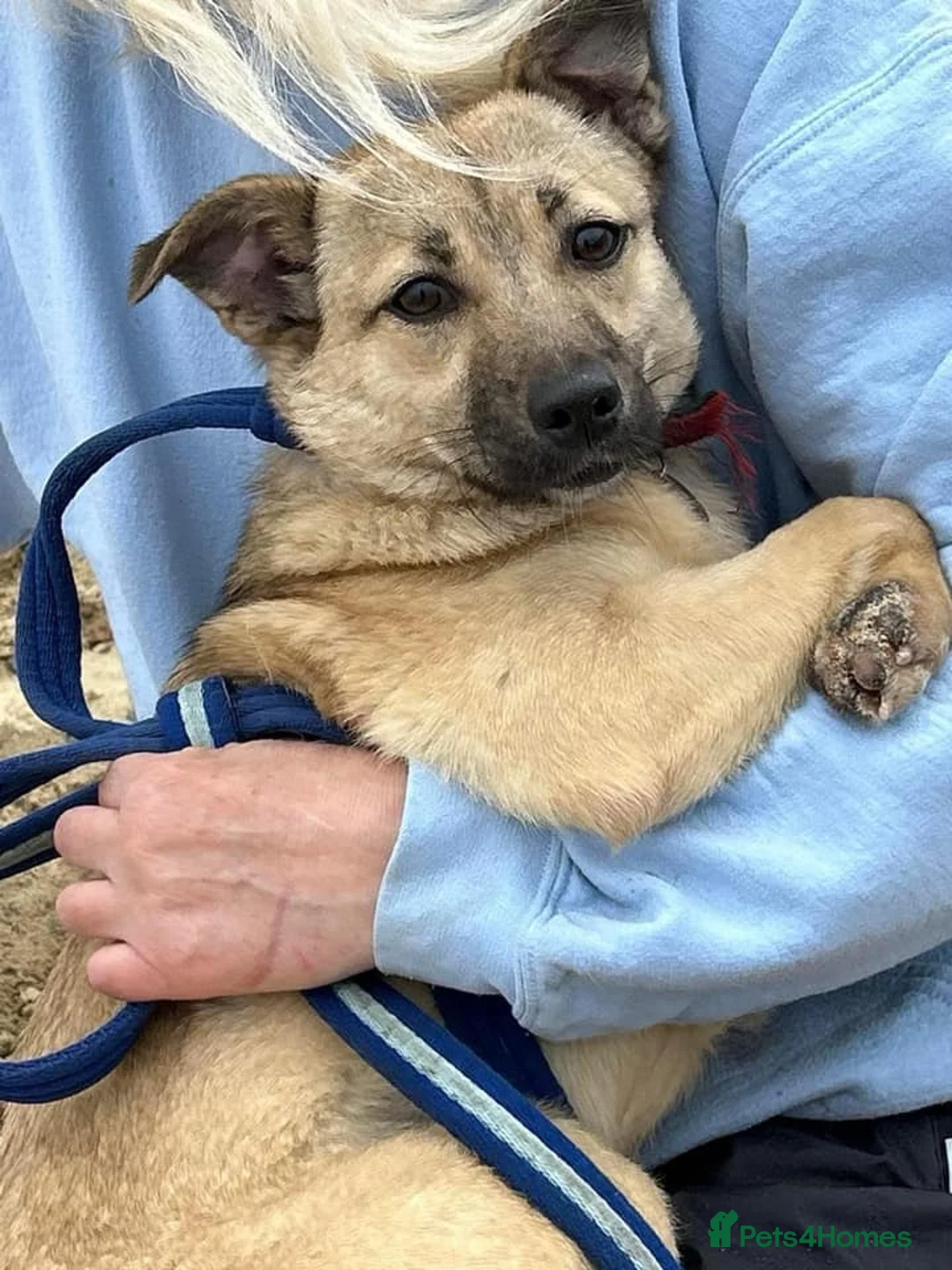 Mixed Breed dogs for adoption: Barbie - Norwich Norfolk  in Norwich - Advert 13