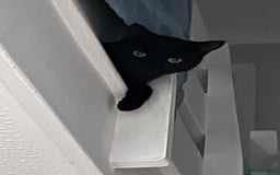 Domestic Shorthair cats for adoption: Luna, Milo & Ozzy  - Image 6