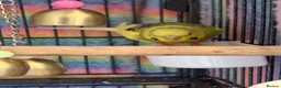 Budgerigars birds for sale: Mixed Budgies’s for sale - Advert 4