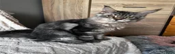 Maine Coon cats for sale: Beautiful Maine coon kittens  - Advert 4