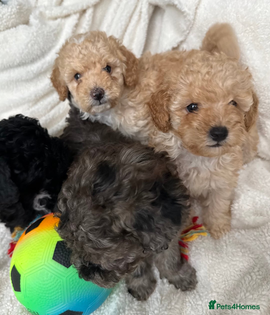 Toy Poodle dogs for sale: Adorable Toy Poodle Puppies READY TO GO! - Advert 7