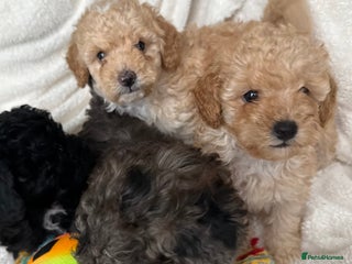 Toy Poodle dogs Adorable Toy Poodle Puppies - Advert 5