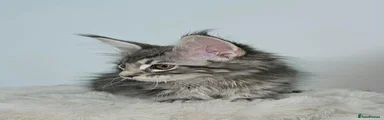Maine Coon 5