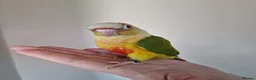 Conures birds for sale: Super adorable fully hand reared baby conures  - Advert 15