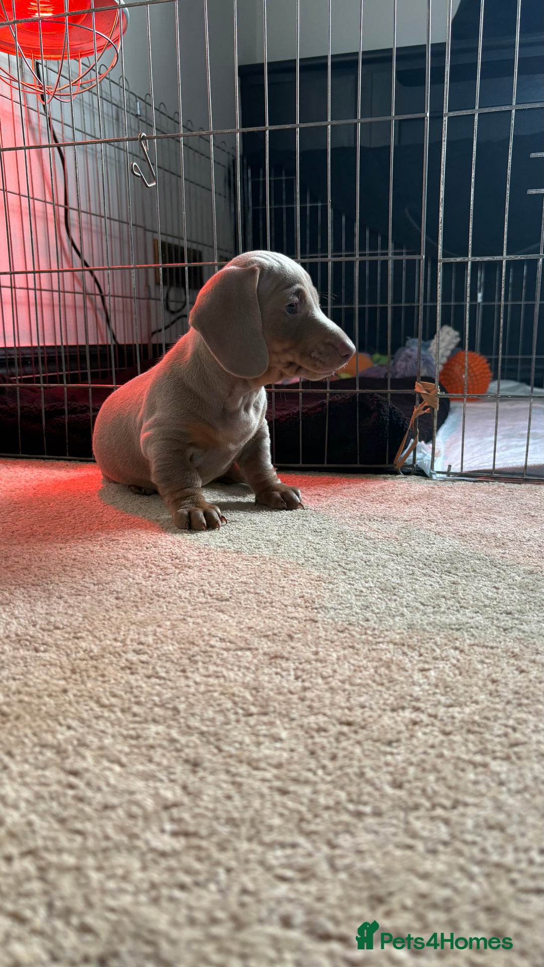 Miniature Dachshund dogs for sale: Stunning Miniature dachshund last boy left  - Advert 5