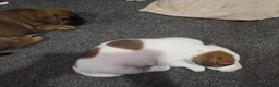 Mixed Breed dogs for sale: Jack Russell mixed breed puppies - Advert 12
