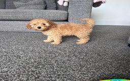 Miniature Poodle dogs for sale: Miniature poodles ready now xx in Hull - Image 22