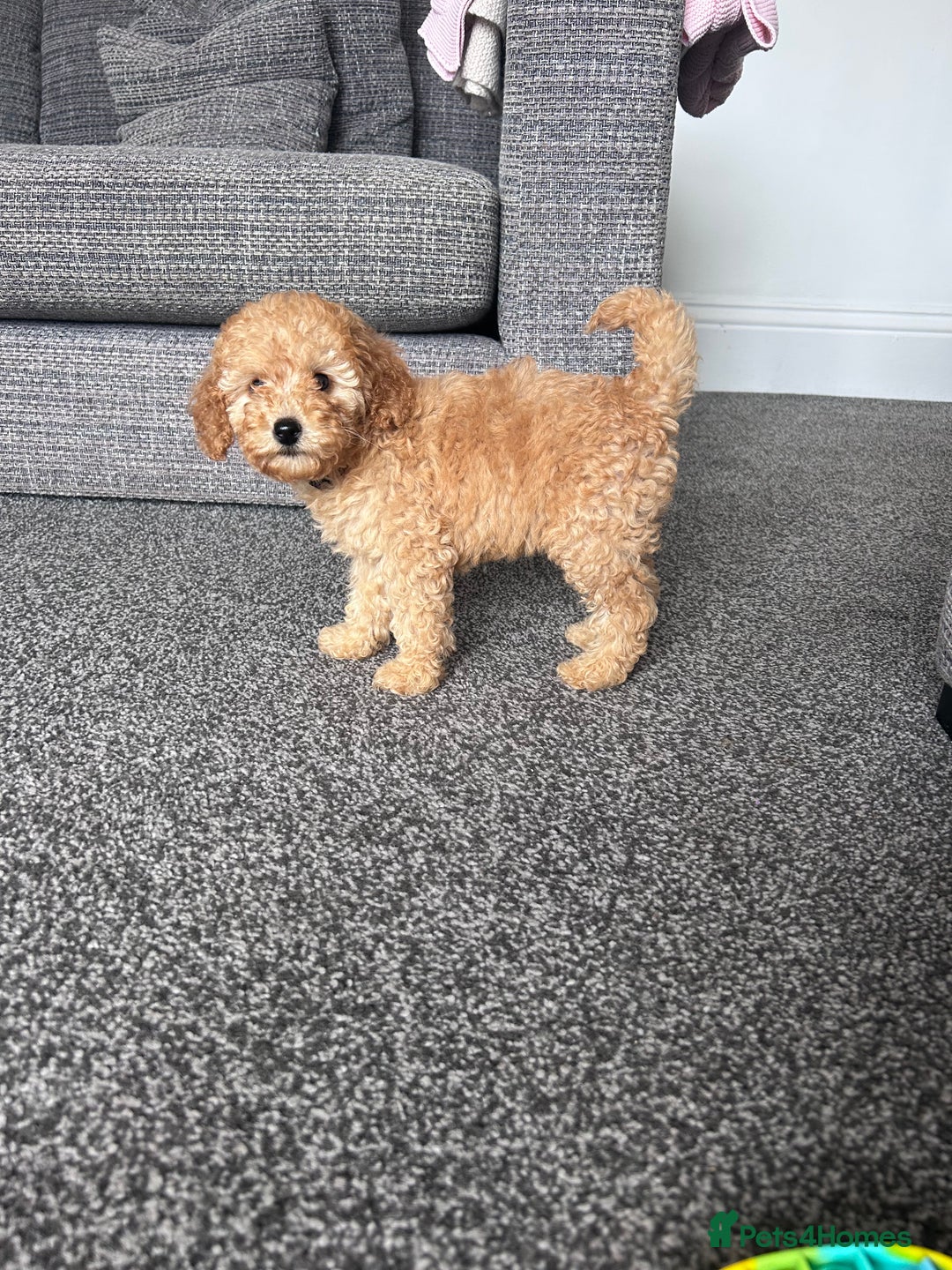 Miniature Poodle dogs for sale: Miniature poodles ready now xx in Hull - Image 22