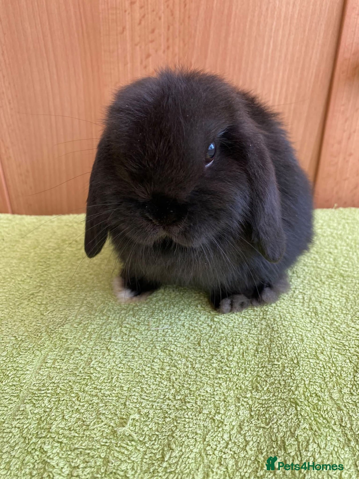 Mini Lop rabbits Beautiful Miniature Lop Babies  - Advert 1