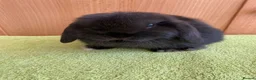 Mini Lop rabbits for sale: Beautiful Miniature Lop Babies  - Advert 1