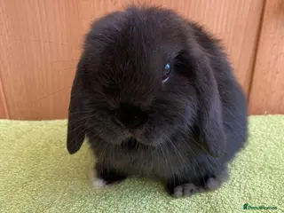 Mini Lop rabbits Beautiful Miniature Lop Babies - Advert 1