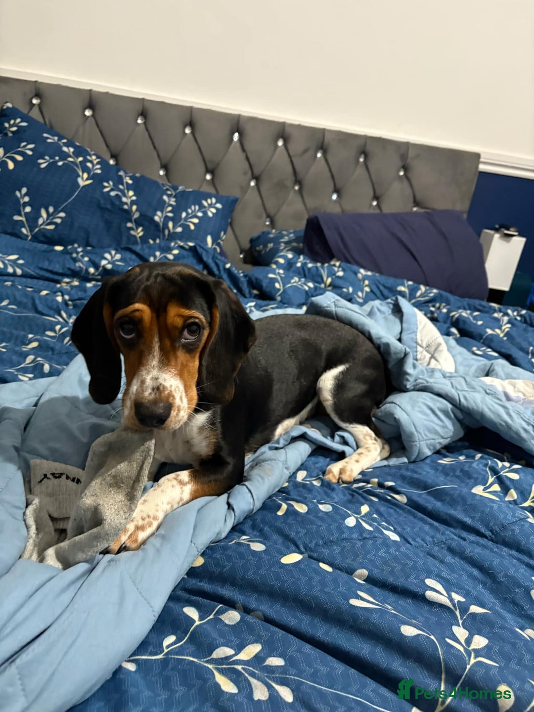 Beagle dogs for adoption: Bonnie needs her forever home  - Image 7