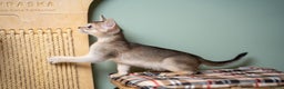Abyssinian cats for sale: SILVER ABYSSINIAN-Winston-Rare and Exceptional  - Advert 16