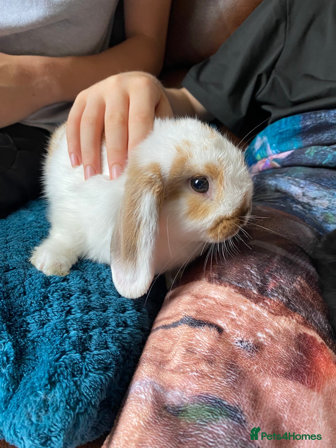 Mini Lop rabbits for sale: Mini lop for sale - Image 3