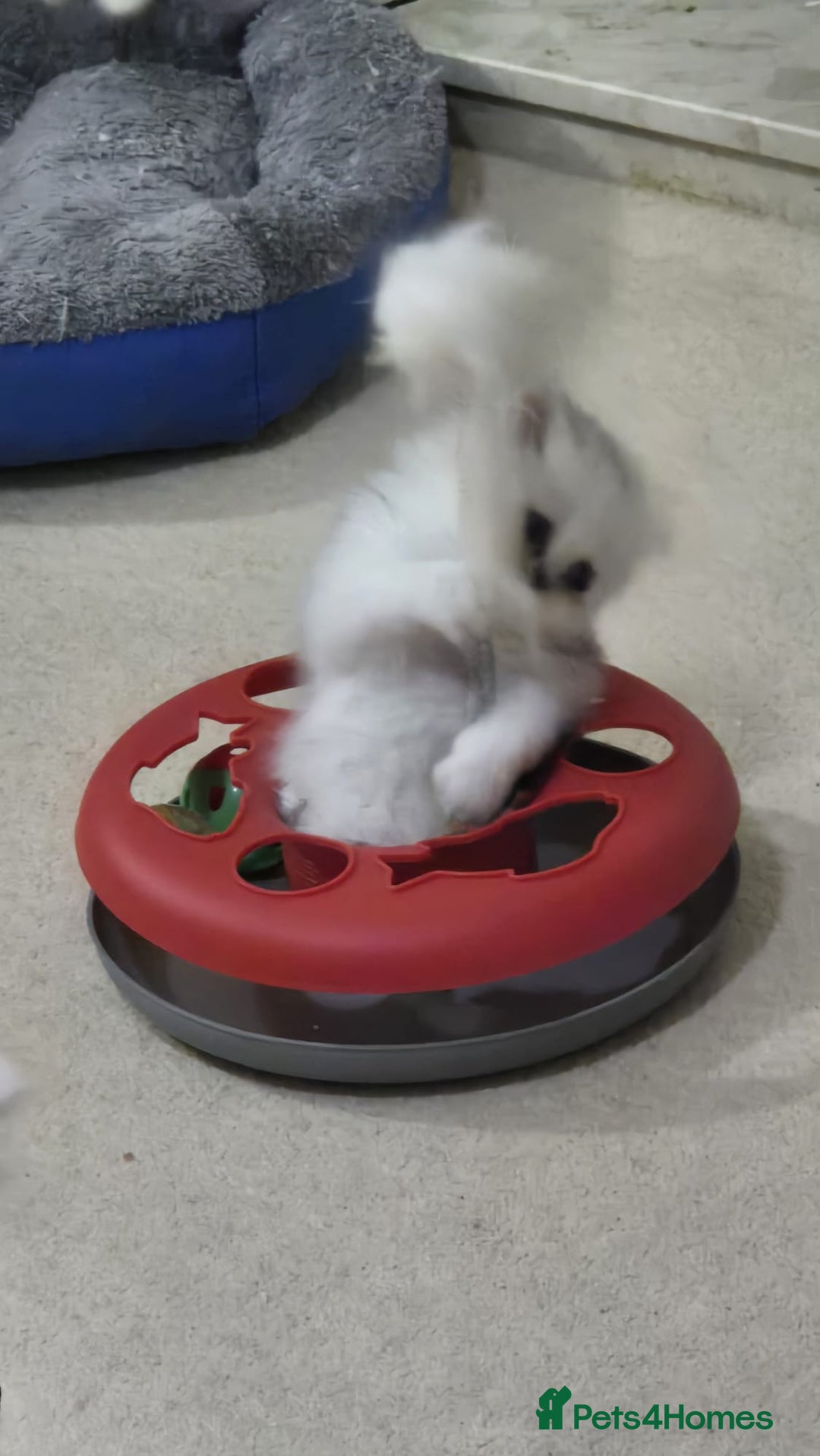 Persian cats for sale: Persian Chinchilla Kittens Available  - Advert 3