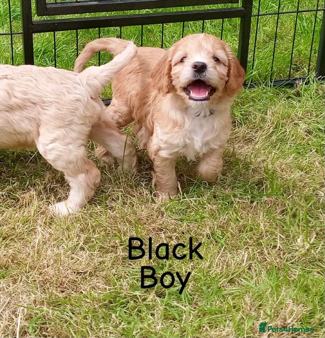 Cockapoo dogs for sale: ⭐️VERY RARE TOY Cockapoo Puppies⭐️🐶 - Image 12