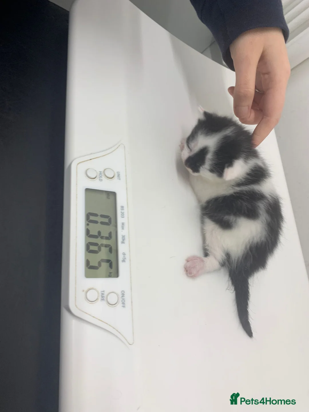 British Shorthair cats for adoption: 💔 RESCUE CRISIS KITTENS 💔 - Advert 2