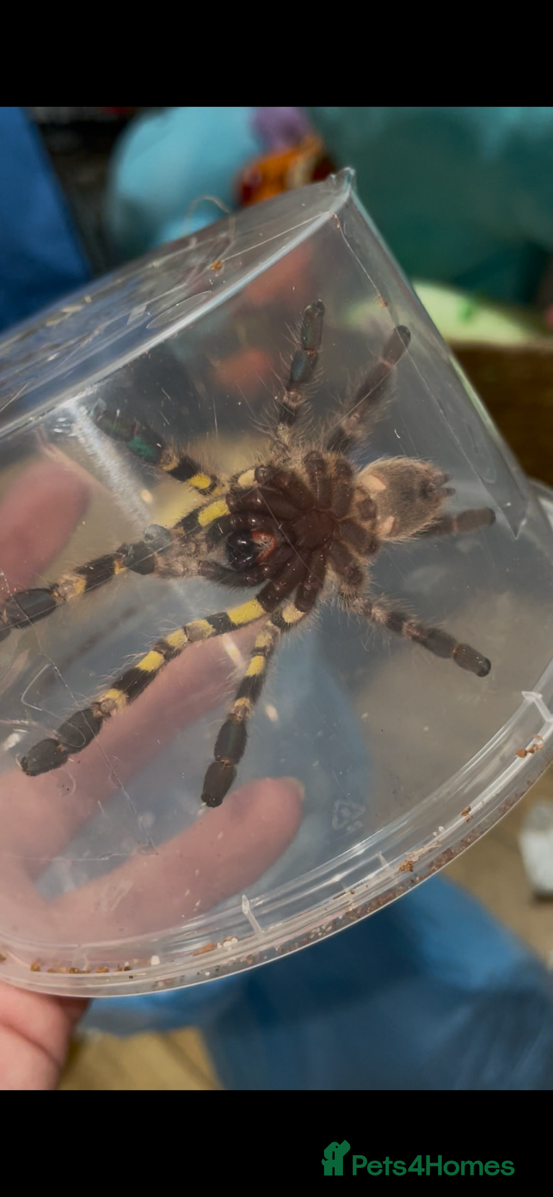Tarantulas invertebrates for sale: Indian ornamental - Poecilotheria regalis - Advert 3