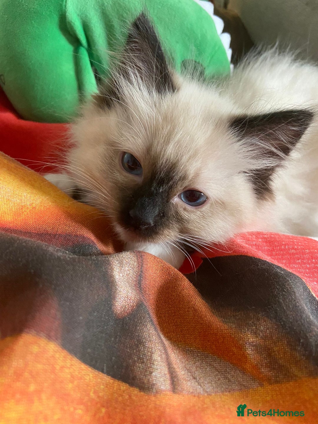 Ragdoll cats for sale: Tica Registered Ragdolls - Advert 11