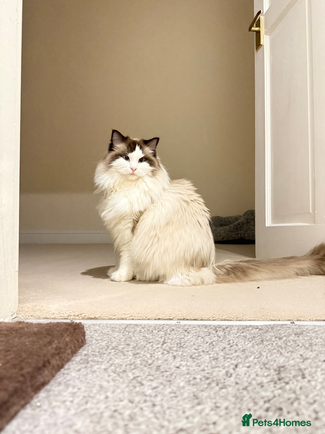 Ragdoll cats for sale: 10 Month Female GCCF Ragdoll Seeking Forever Home - Advert 4