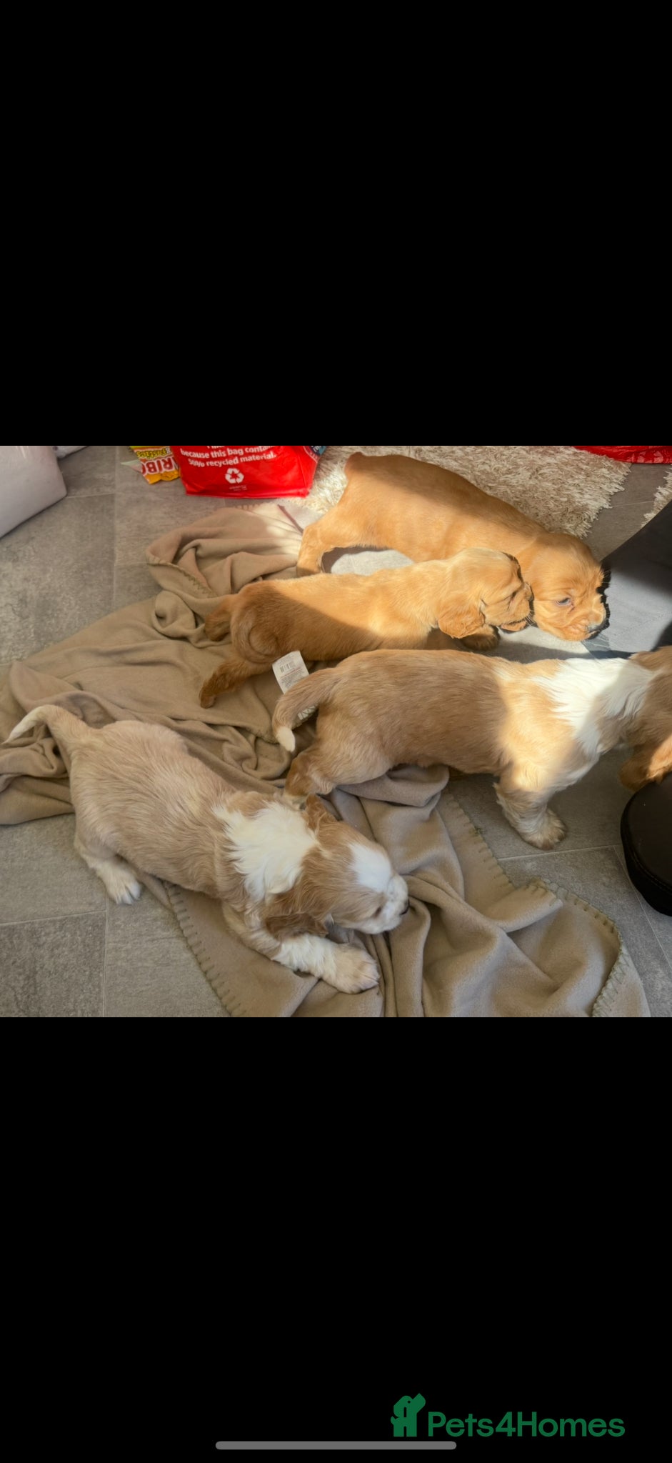 Cocker Spaniel dogs Cocker spaniel pups - Advert 5