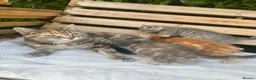 Mixed Breed cats for sale: 4 kittens for sale  - Advert 10