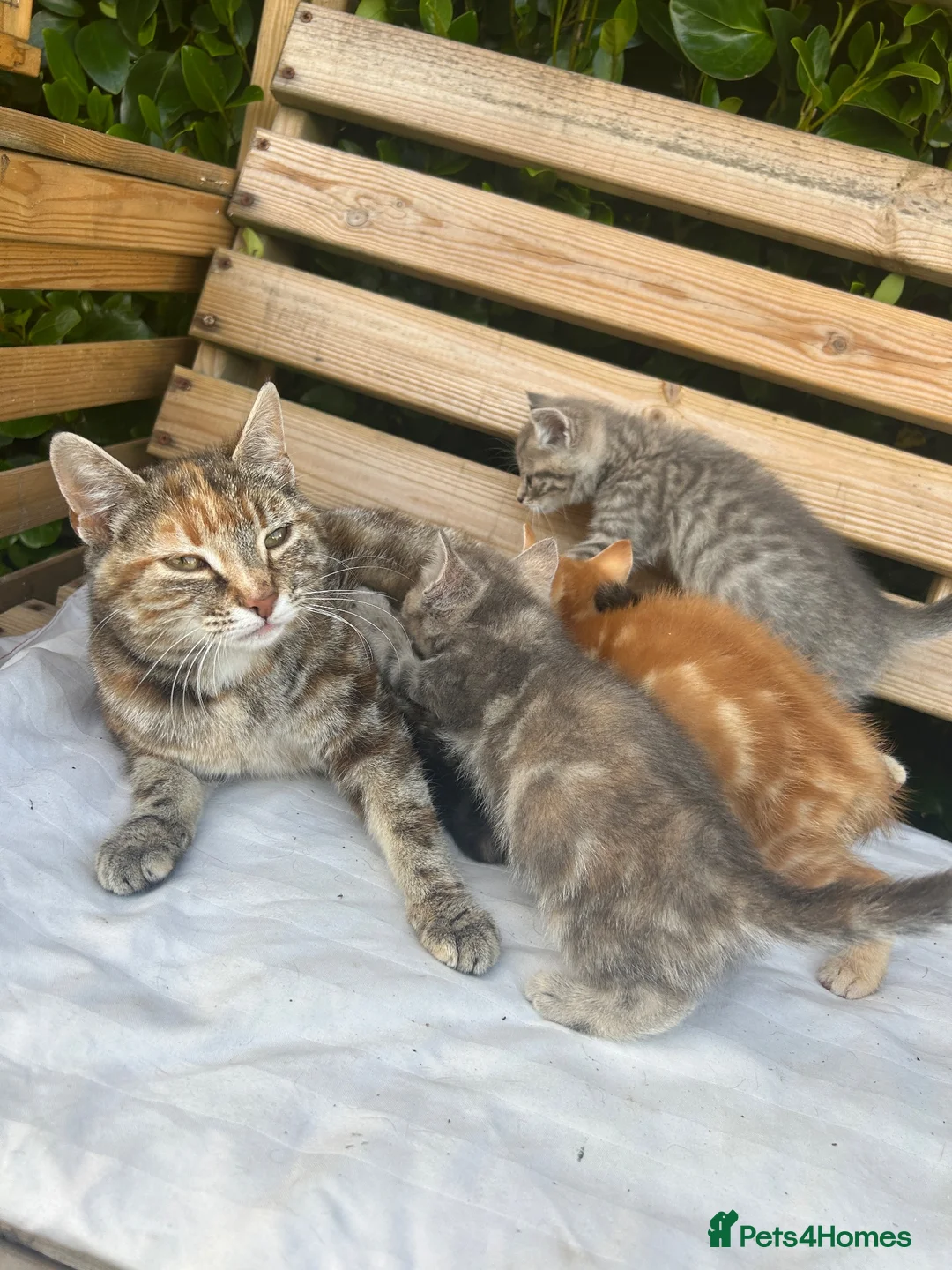 Mixed Breed cats for sale: 4 kittens for sale  - Advert 10