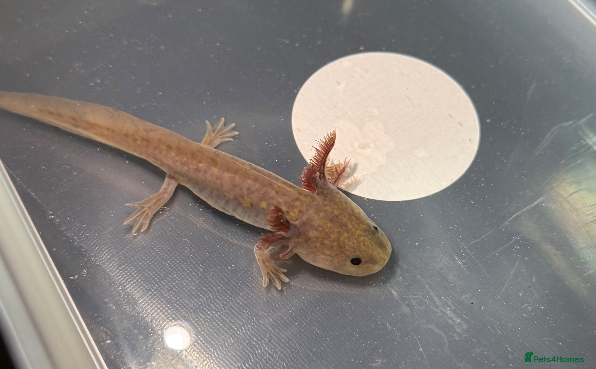 Axolotl reptiles Axolotl juveniles - Advert 3