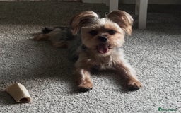 Yorkshire Terrier dogs for sale: Indie - Yorkshire Terrier - Image 3