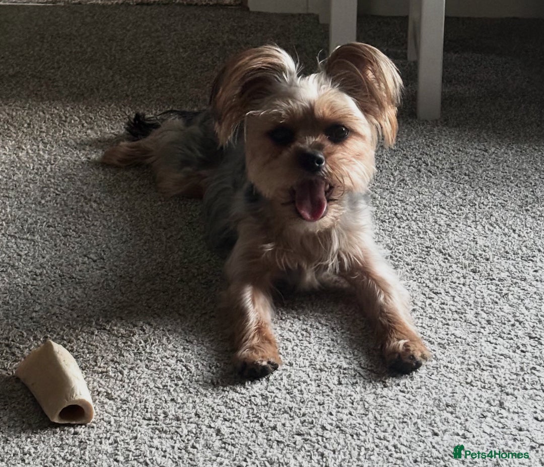 Yorkshire Terrier dogs for sale: Indie - Yorkshire Terrier - Image 3