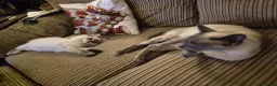 Mixed Breed cats for sale: Rare opportunity to have loving bottle fed Kittens in Melton Constable - Advert 21