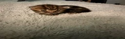 Mixed Breed cats for sale: 3 tabby males for sale - Advert 4