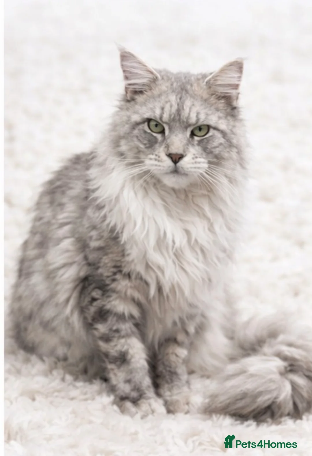 Maine Coon cats for stud: Several stud boys available  - Advert 4