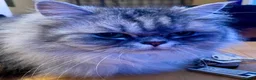 Persian cats for sale: 2 Female Persian Cats  - Advert 6