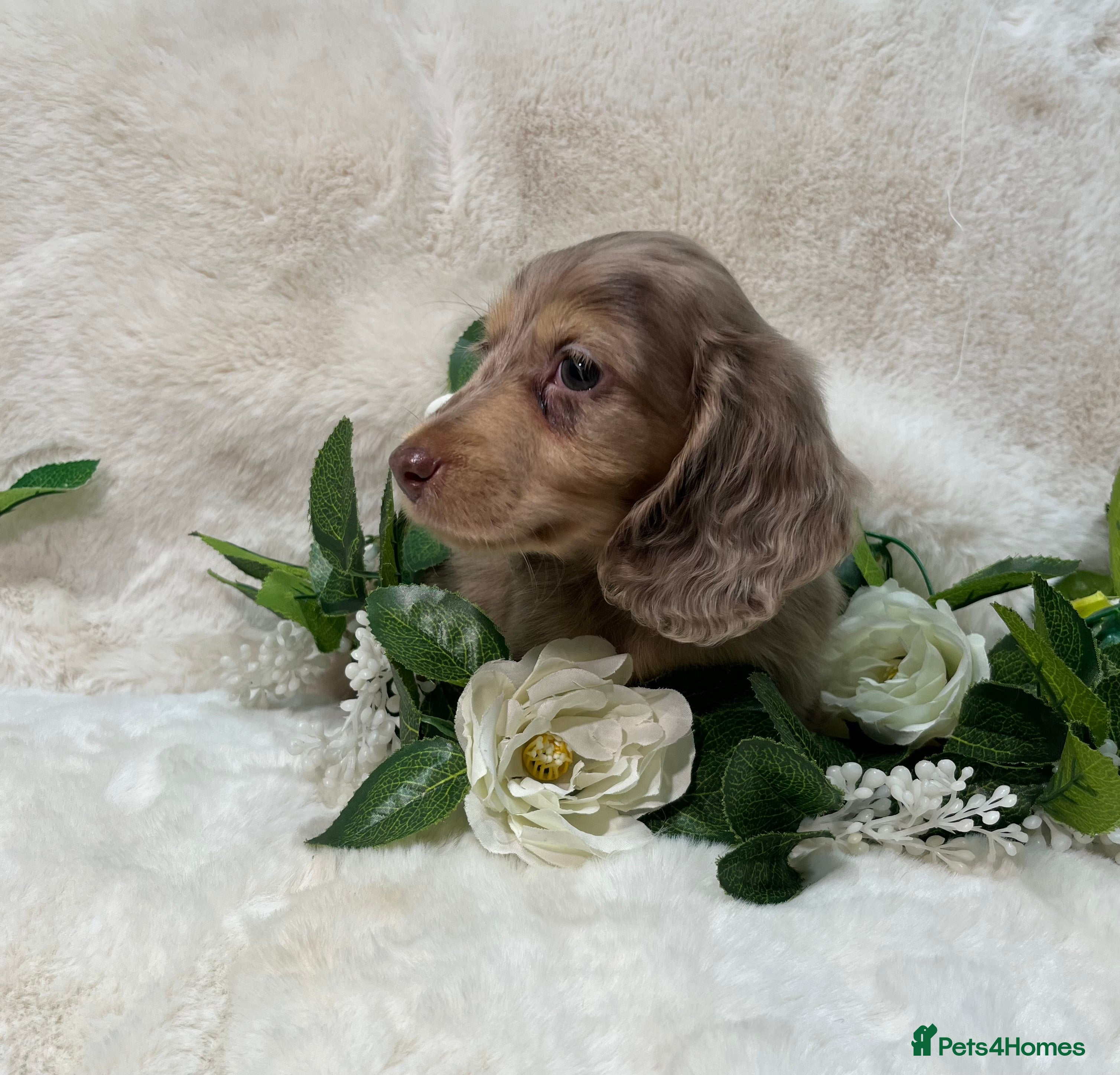 Miniature Dachshund dogs DAPPLE MINIATURE LONGHAIRED DACHSHUND KC REG - Advert 9