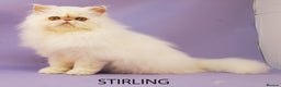 Persian cats for sale: Stunning GCCF Registered Male Persian Kitten - Advert 5