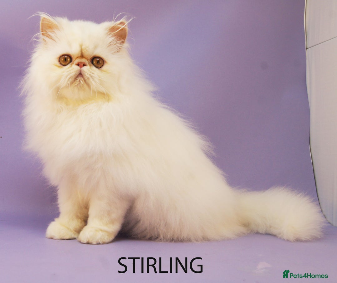 Persian cats for sale: Stunning GCCF Registered Male Persian Kitten - Advert 5
