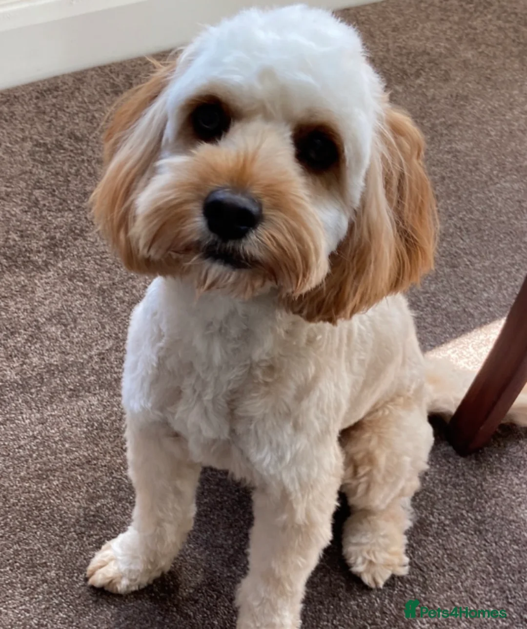 Cavapoo dogs for sale: Cavapoo puppies Fully Health Tested Fox Red  - Advert 9