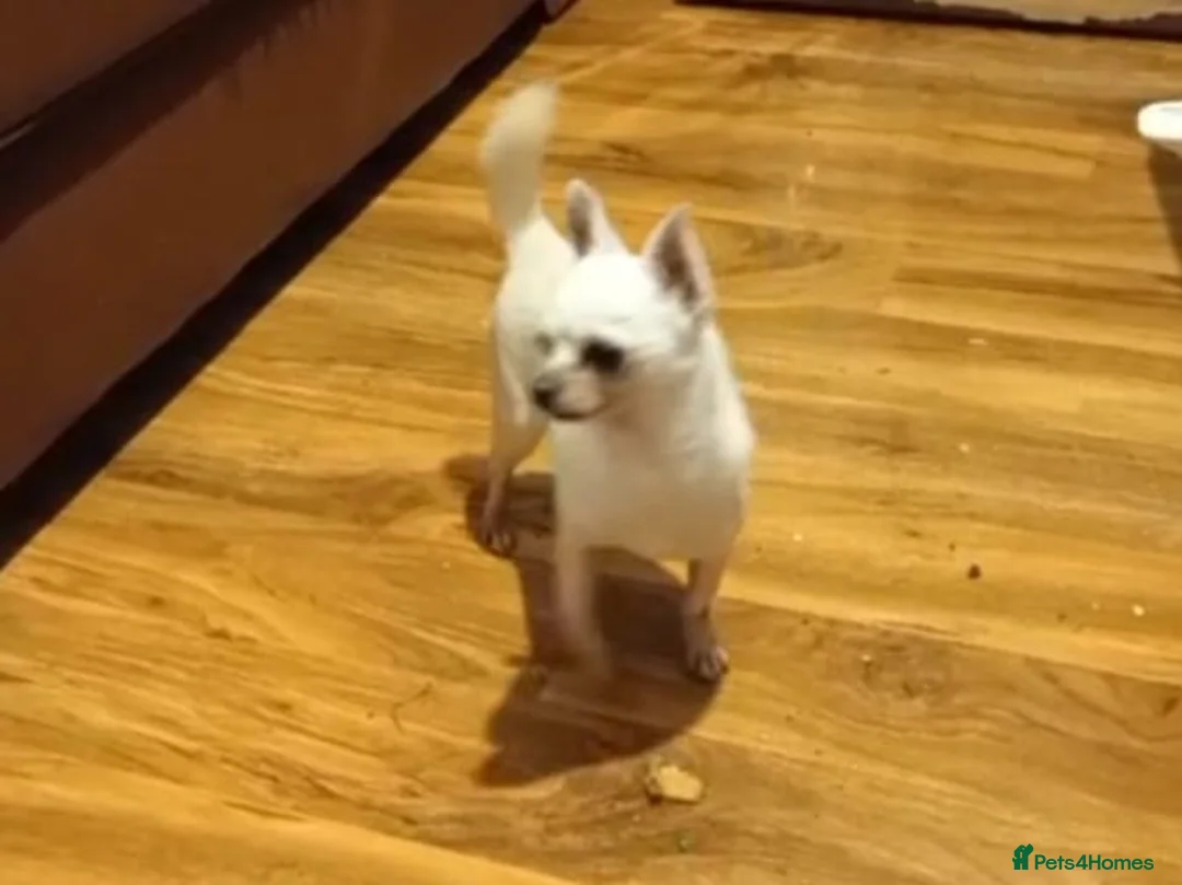 Chihuahua dogs for sale: Chihuahua adult male for sale  - Advert 1