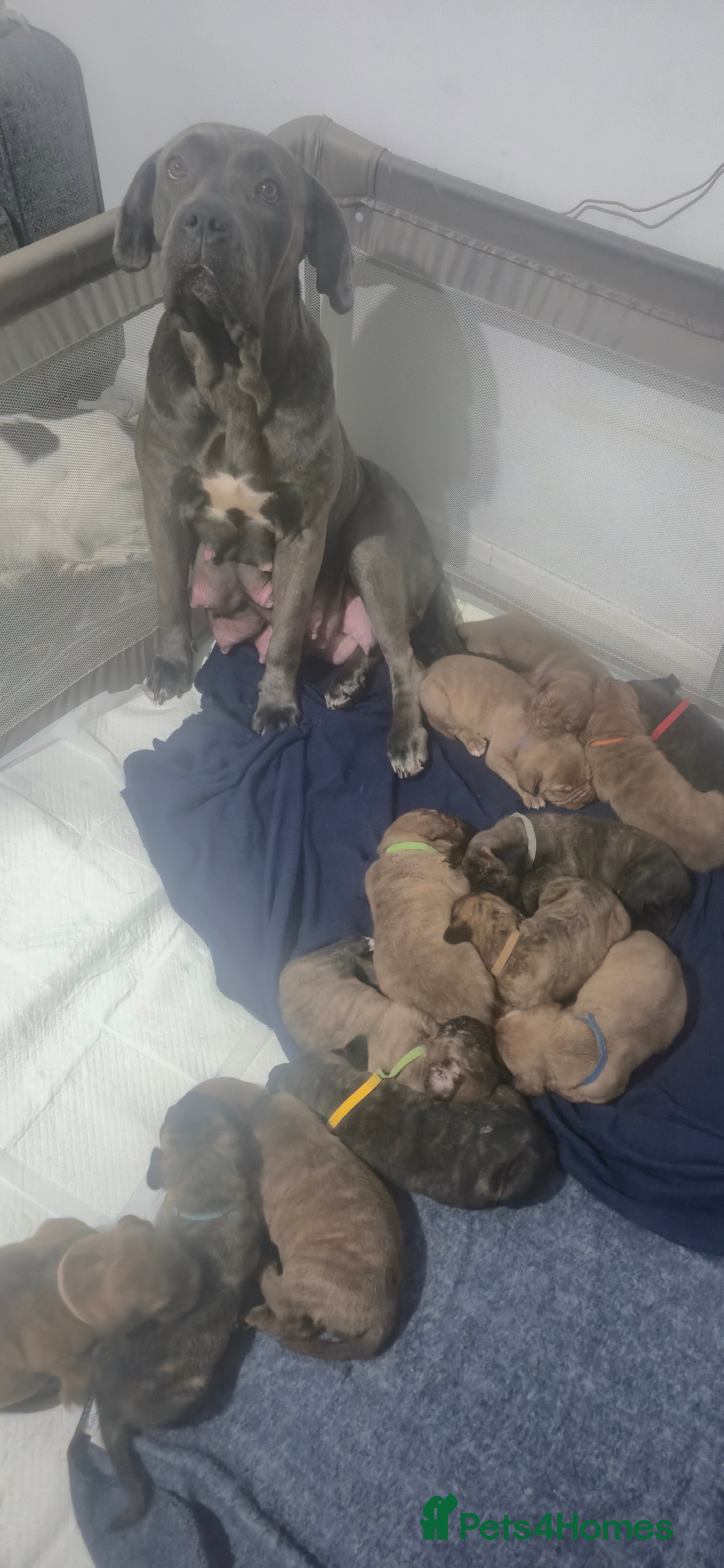 Mixed Breed dogs Champion Mastiff Puppies looking for homes  - Advert 7