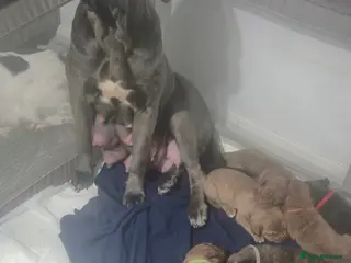 Mixed Breed dogs Champion Mastiff Puppies looking for homes - Advert 2