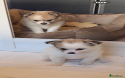 Pomchi dogs for sale: Pomchis for sale  - Image 10