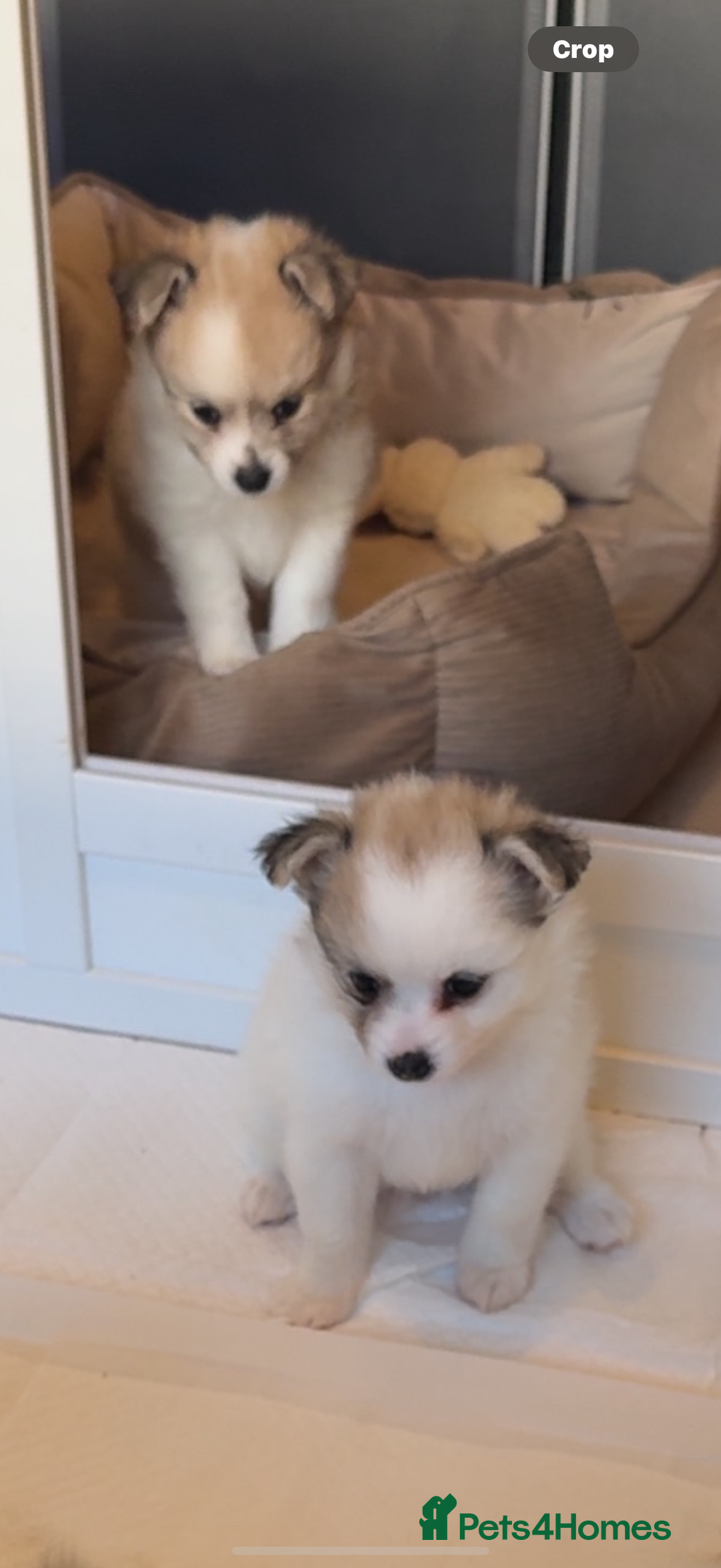Pomchi dogs for sale: Pomchis for sale  - Image 10